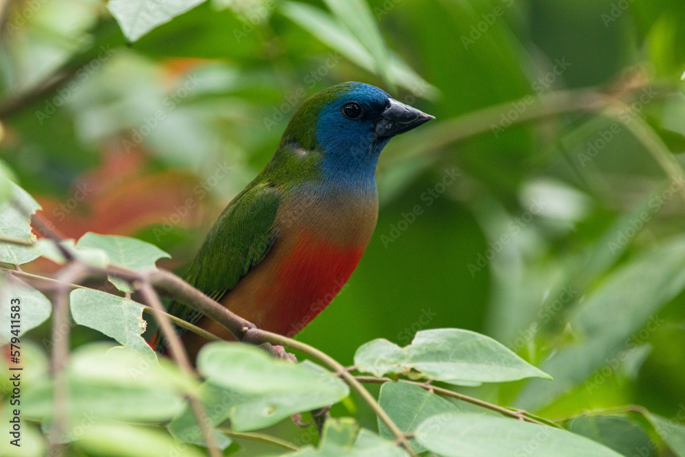 The pin-tailed parrotfinch is a common species of estrildid finch found in Southeast Asia The pin-tailed parrotfinch is a common species of estrildid finch found in Southeast Asia