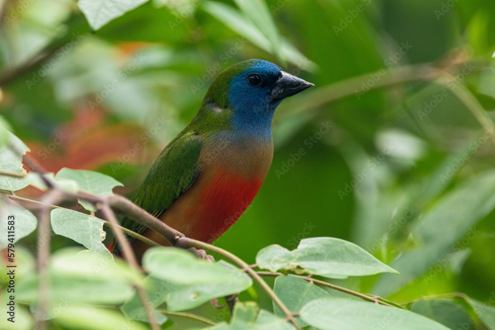 The pin-tailed parrotfinch is a common species of estrildid finch found in Southeast Asia