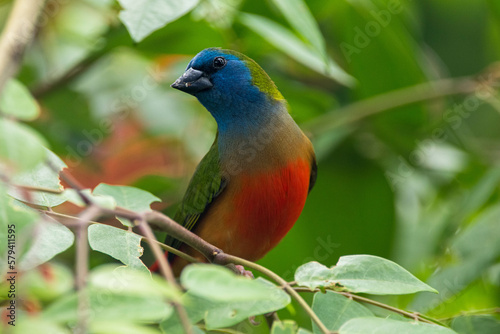 The pin-tailed parrotfinch is a common species of estrildid finch found in Southeast Asia