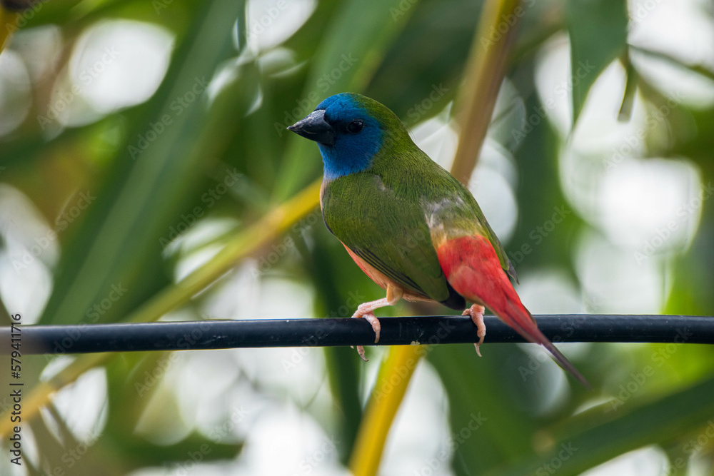 Obraz premium The pin-tailed parrotfinch is a common species of estrildid finch found in Southeast Asia