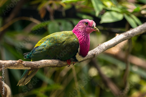 The pink-headed fruit dove (Ptilinopus porphyreus) also known as pink-necked fruit dove or Temminck's fruit pigeon, is a small colourful dove photo