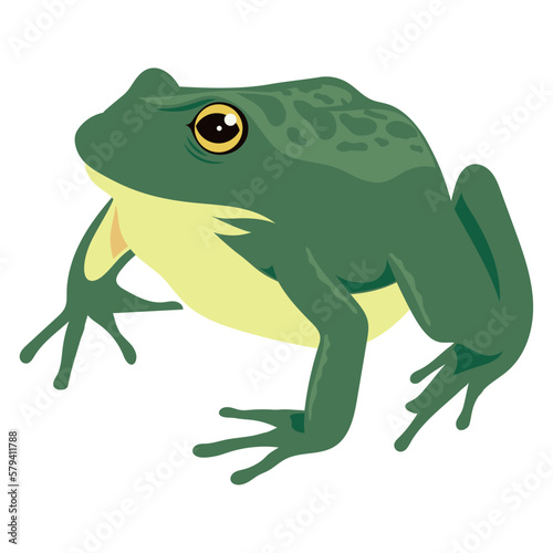 green bull frog amphibian