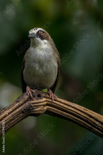 The thick-billed heleia, also known as the Flores white-eye, is a species of bird in the family Zosteropidae