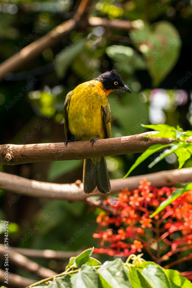 Naklejka premium The yellow-vented bulbul (Pycnonotus goiavier), or eastern yellow-vented bulbul, is a member of the bulbul family of passerine birds