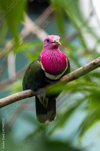 The pink-headed fruit dove (Ptilinopus porphyreus) also known as pink-necked fruit dove or Temminck's fruit pigeon, is a small colourful dove photo