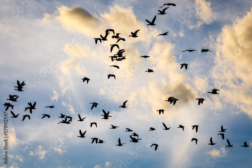 Flock of Snow Geese © DavePidgeon