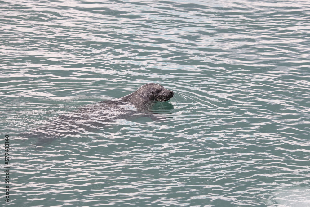 Fototapeta premium Seal Glacier Lagoon Joekulsarlon Iceland