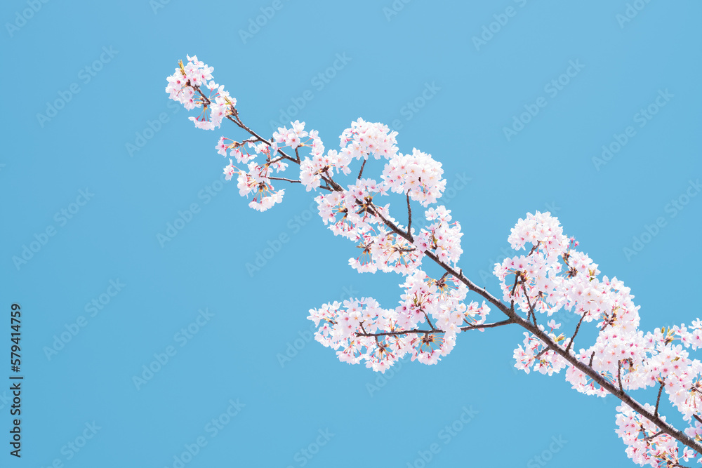 Cherry blossoms in full bloom blowing in wind under the blue sky in spring, Nature or outdoor background, High resolution Cherry blossoms in full bloom blowing in wind under the blue sky in spring, Nature or outdoor background, High resolution
