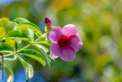 Selective focus of purple pink flower in the garden  Allamanda blanchetii is a species of perennial flowering plant in the family Apocynaceae  Cultivated as an ornamental plant  Nature background.