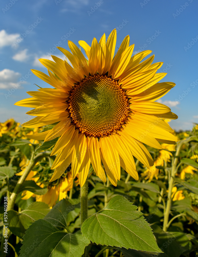 Sunflower in summer a closeup on blue sky in a sunny day with a natural background in the field. Ukraine country
Sunflower in summer a closeup on blue sky in a sunny day with a natural background in the field. Ukraine country