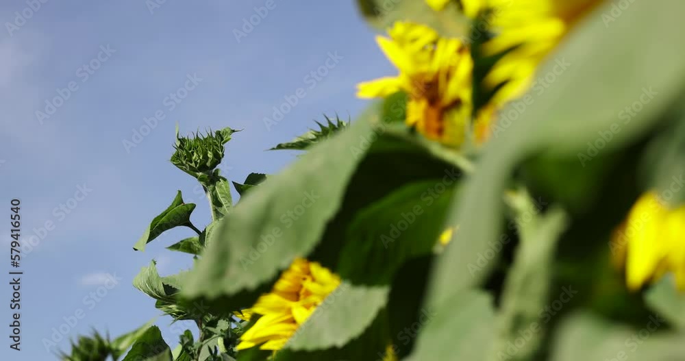 Beautiful blooming flowers sunflowers in the field, sunflowers are pollinated by bees during flowering in summer Beautiful blooming flowers sunflowers in the field, sunflowers are pollinated by bees during flowering in summer