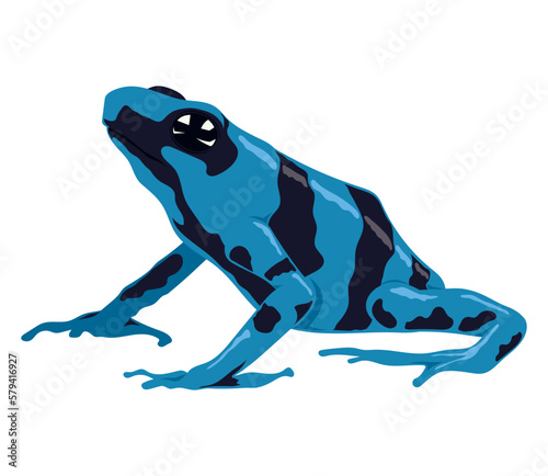 blue and black frog amphibian