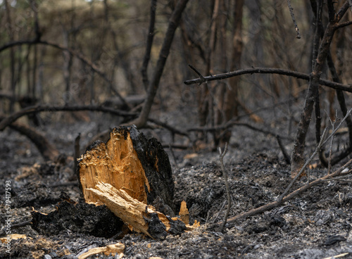 Restos de un árbol tras un incendio en la zona norte de España durante el verano, que arrasó un bosque