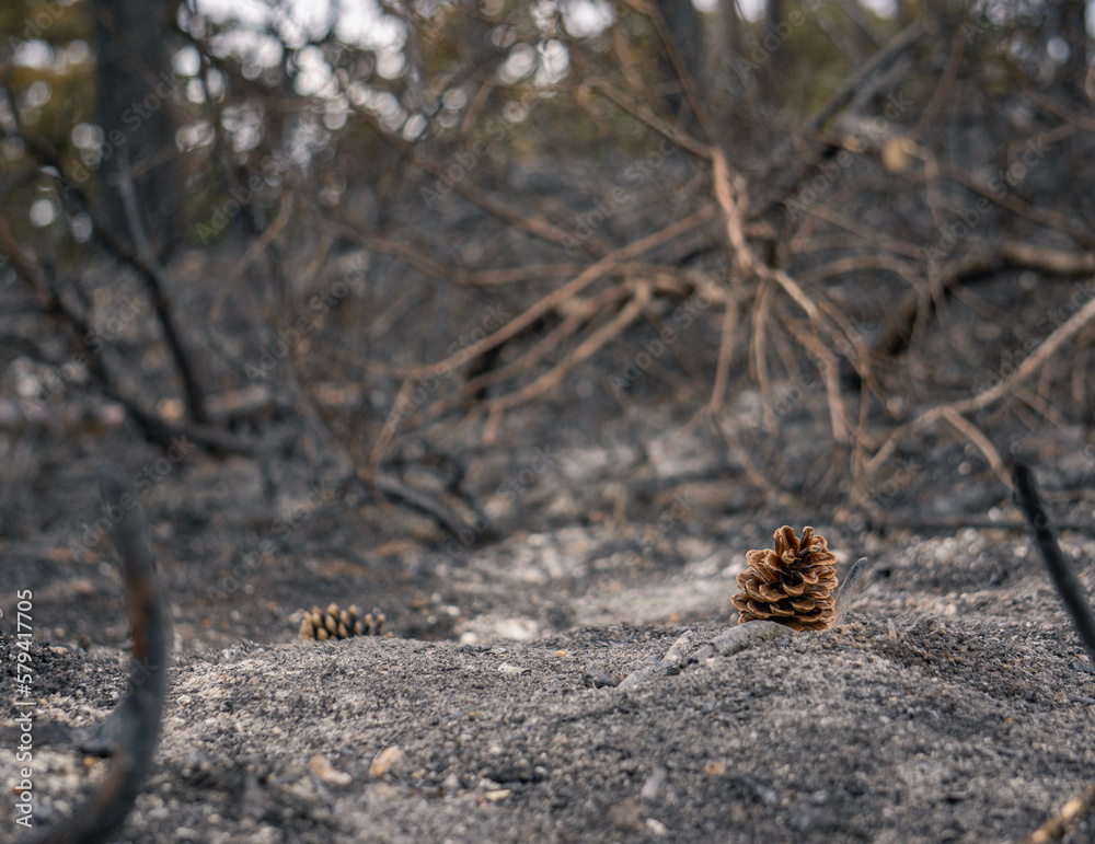 Piña sobrevive a un incendio del bosque de la Sierra del Perdón de Navarra en España