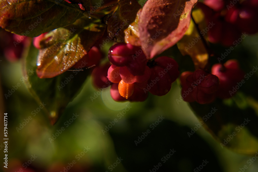 COMMON SPINDLE - Colorful autumn in poisonous berries COMMON SPINDLE - Colorful autumn in poisonous berries