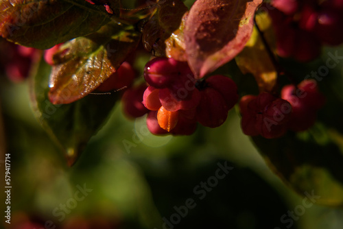 COMMON SPINDLE - Colorful autumn in poisonous berries