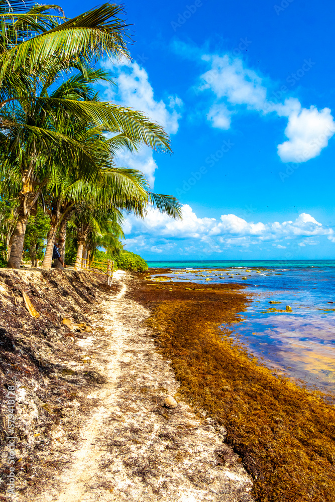 Obraz premium Beautiful Caribbean beach totally filthy dirty nasty seaweed problem Mexico.