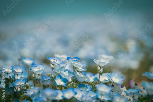 Blooming blue nemophila flowers in fresh spring, Hitachi Seaside Park in Ibaraki Prefecture in Japan