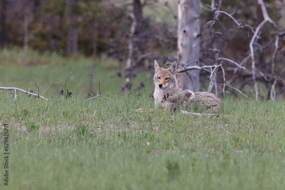 Fototapeta premium coyote (Canis latrans) alberta canada