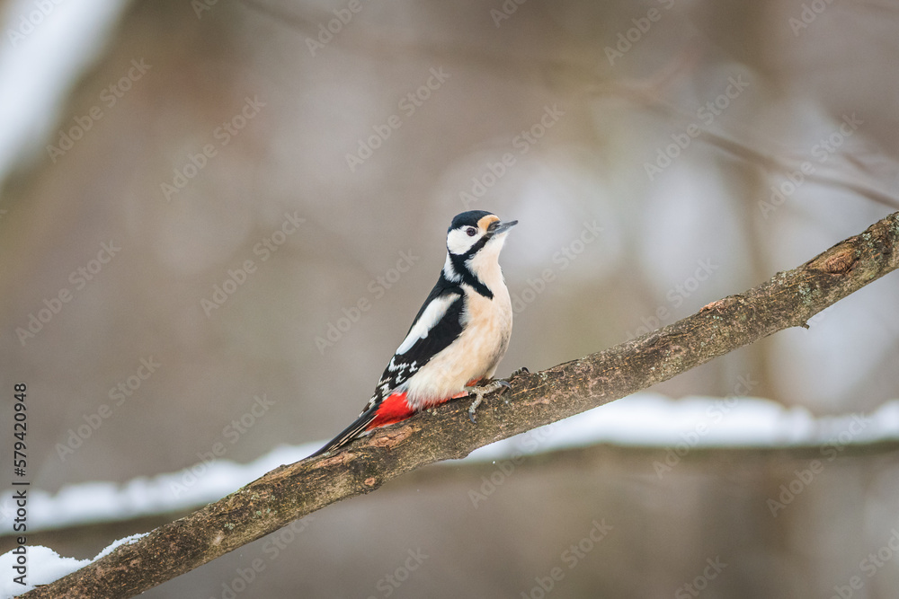 great spotted woodpecker isolated closeup on a branch great spotted woodpecker isolated closeup on a branch