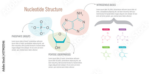 Nucleotide Structure on white background. photo