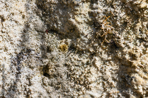 rock covered with limestone deposit