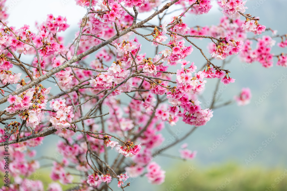 custom made wallpaper toronto digitalCherry blossom tree in full bloom