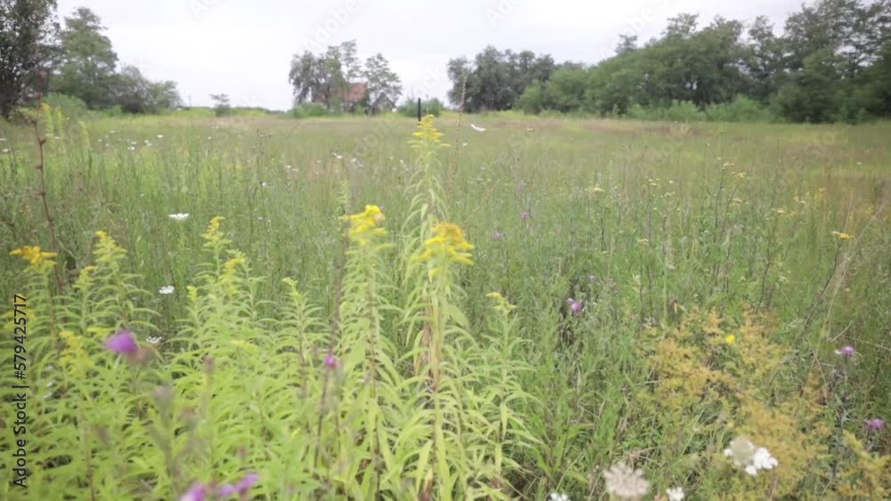 Beautiful closeup of field plants and flowers Beautiful closeup of field plants and flowers