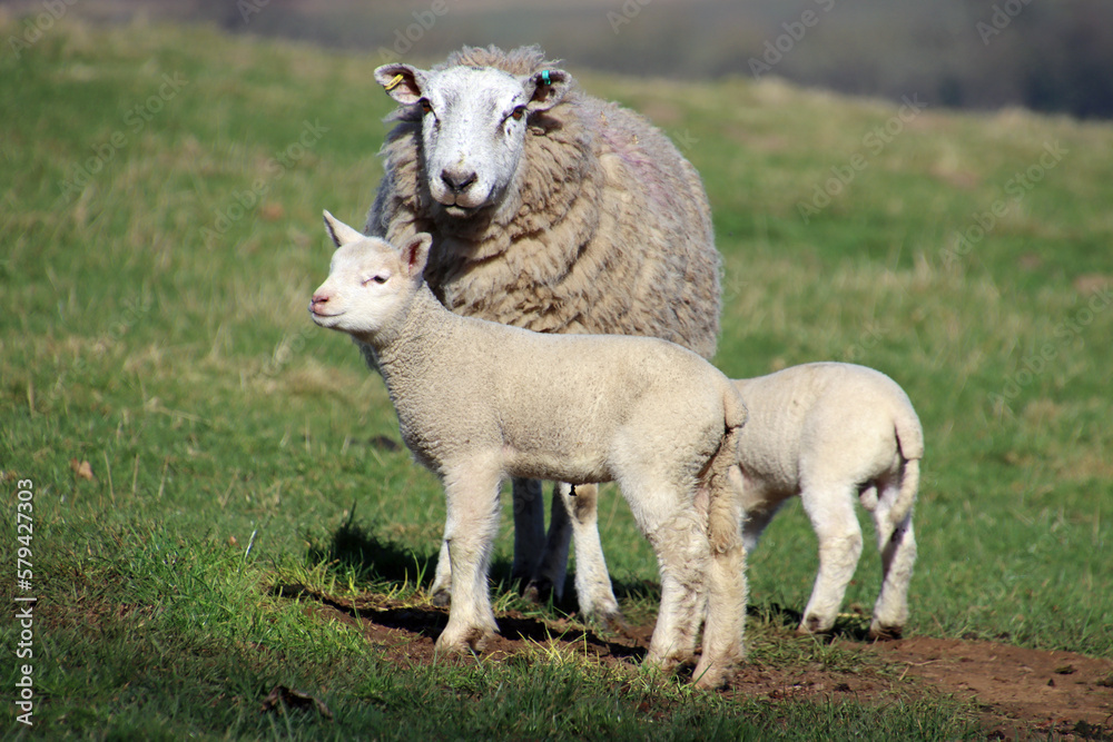 sheep and lambs