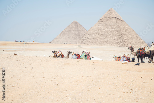 Aerial view of camels in desert in background of pyramid