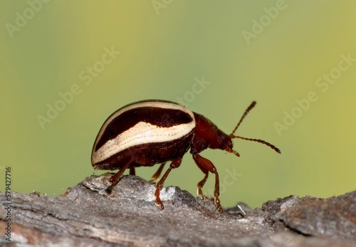 Calligrapha Beetle (Calligrapha bidenticola) leaf beetle crawling on tree bark in Houston, TX. Side view macro closeup on a green nature background. photo