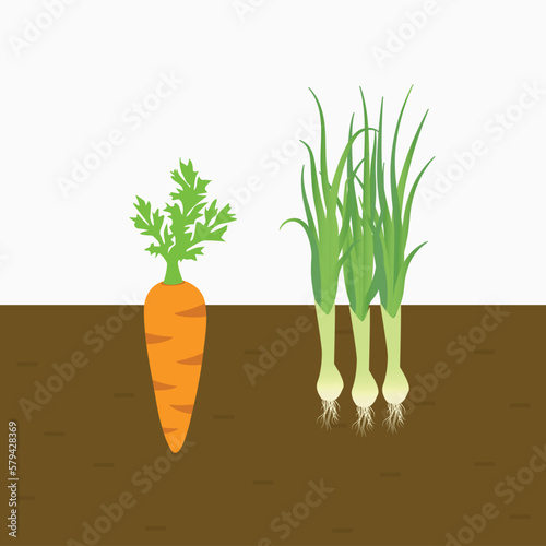 Carrot and leek vegetable plants grown in soil. Vegetables with roots in the soil. isolated flat vector