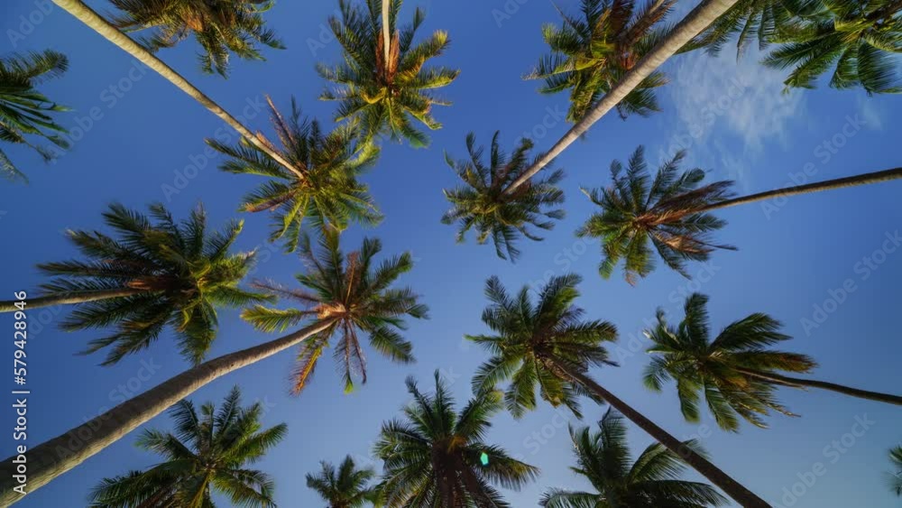 4K Timelapse low angle view of coconut palm tree against cloud and blue sky, Koh Yao, Thailand
4K Timelapse low angle view of coconut palm tree against cloud and blue sky, Koh Yao, Thailand