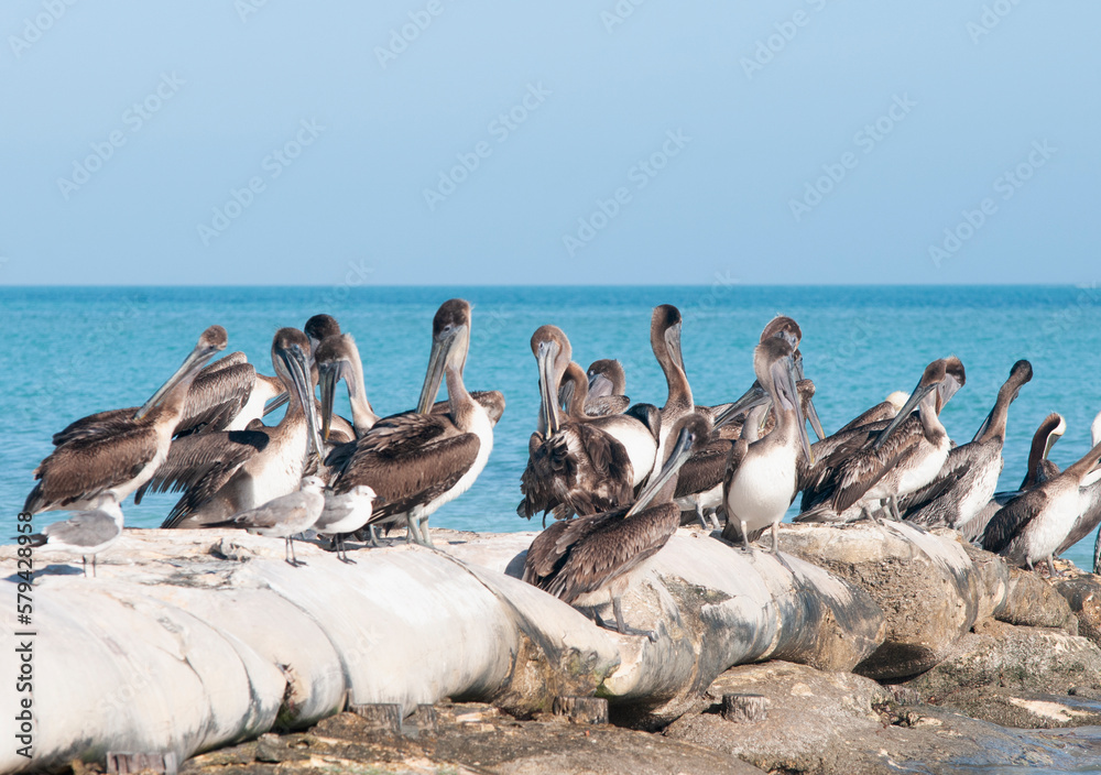 Fototapeta premium Group of Pelicans resting by the sea on the tropical island of Holbox in Mexico