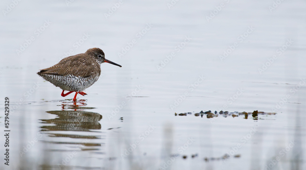 Redshank Standing on one leg Redshank Standing on one leg