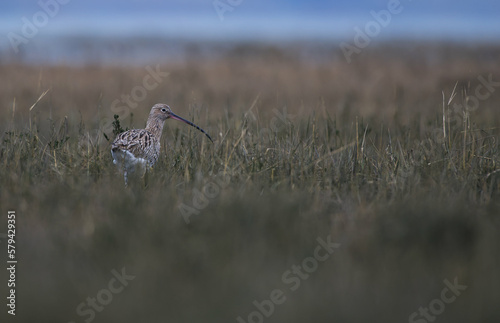 Curlew on the bank