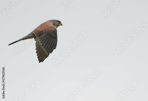 Common kestrel flying