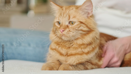 delightful feline exudes an air of contentment and relaxation, perfectly at home in the cozy domestic setting. charming ginger cat