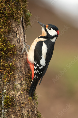 Great spotted woodpecker male on a very cold day with the first light of day in an oak forest