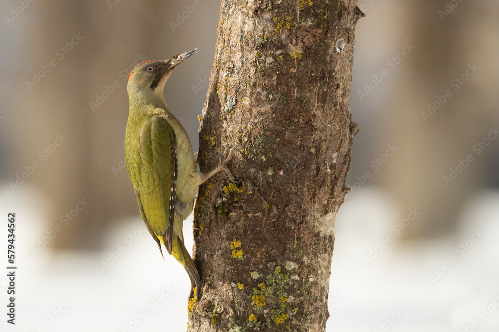 Adult female Green woodpecker in an oak and beech forest with heavy snowfall on a cold winter day Adult female Green woodpecker in an oak and beech forest with heavy snowfall on a cold winter day