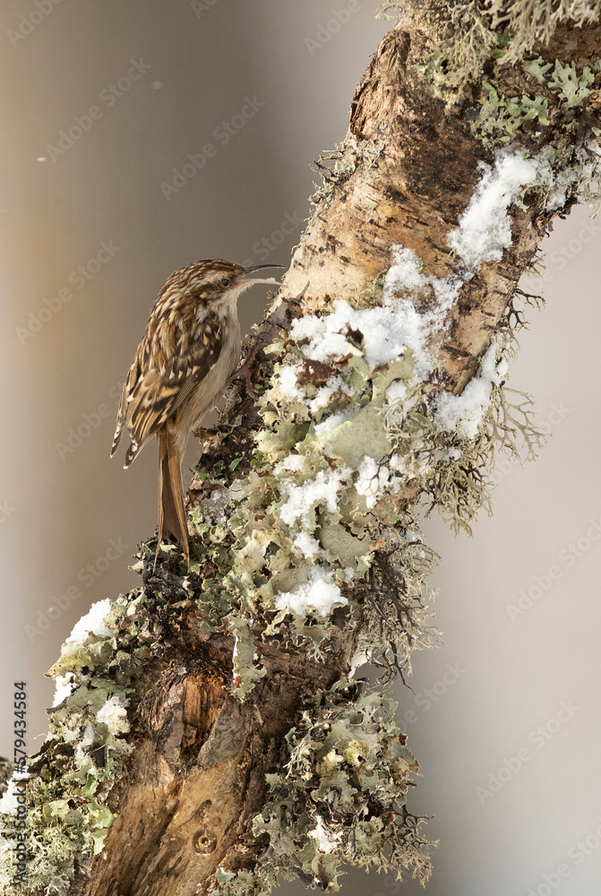 Short-toed treecreeper in a snowy oak forest at first light on a cold January day Short-toed treecreeper in a snowy oak forest at first light on a cold January day