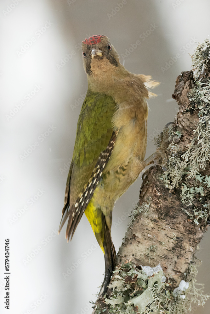 Naklejka premium Adult female of Green woodpecker in an oak forest in northern Spain with the last lights of a cold snowing January day