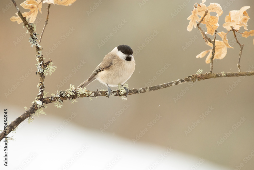 Fototapeta premium Marsh tit in a snowy oak forest in winter with the first light of the morning