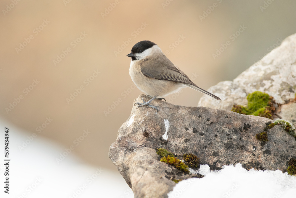 Marsh tit in a snowy oak forest in winter with the first light of the morning Marsh tit in a snowy oak forest in winter with the first light of the morning