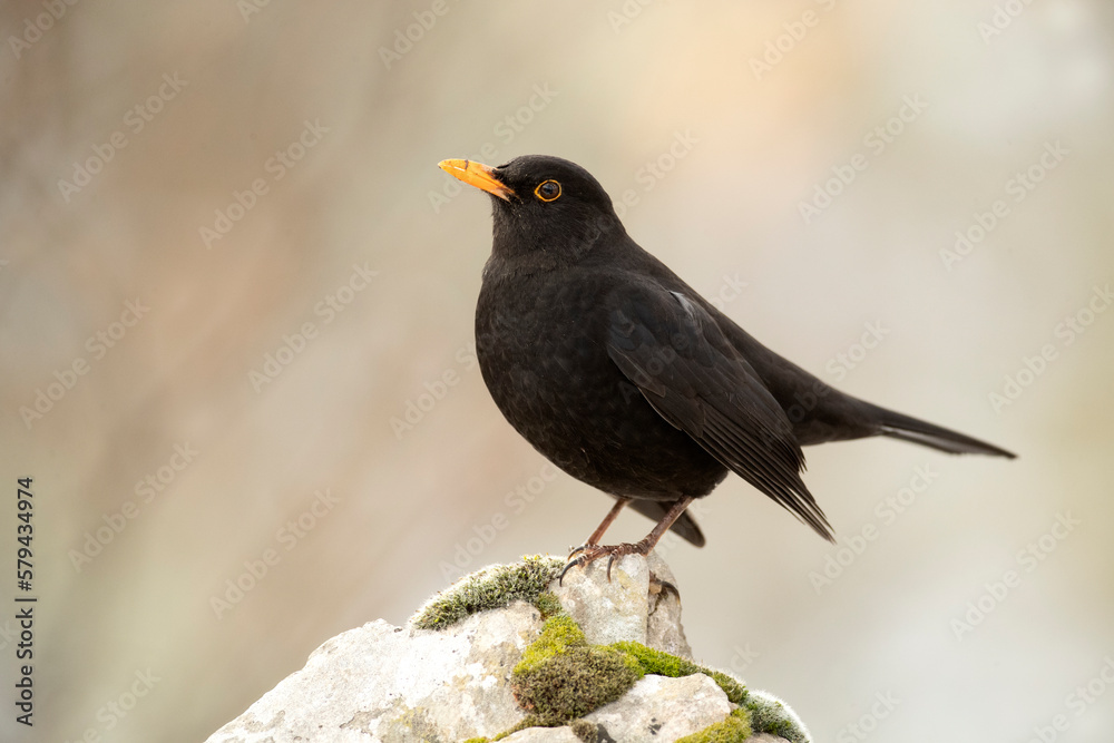 Common blackbird in a snowy oak forest on a cold winter day with the first light of day Common blackbird in a snowy oak forest on a cold winter day with the first light of day