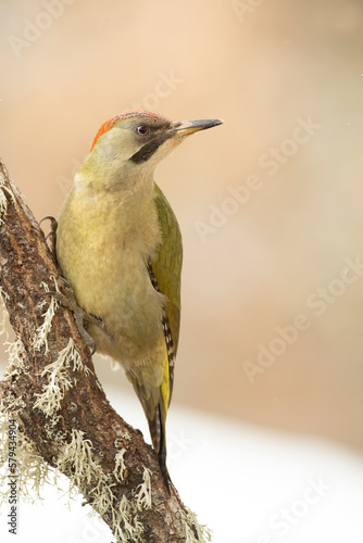 Green woodpecker female in a snowy oak forest at the first light of a cold January day © Jesus