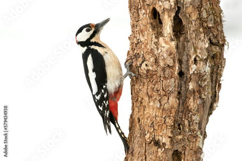 Great spotted woodpecker in an oak forest in northern Spain with the last light of a cold snowing January day