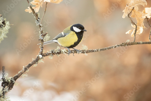 Great tit in a snowy oak forest in winter, with the last light of the evening