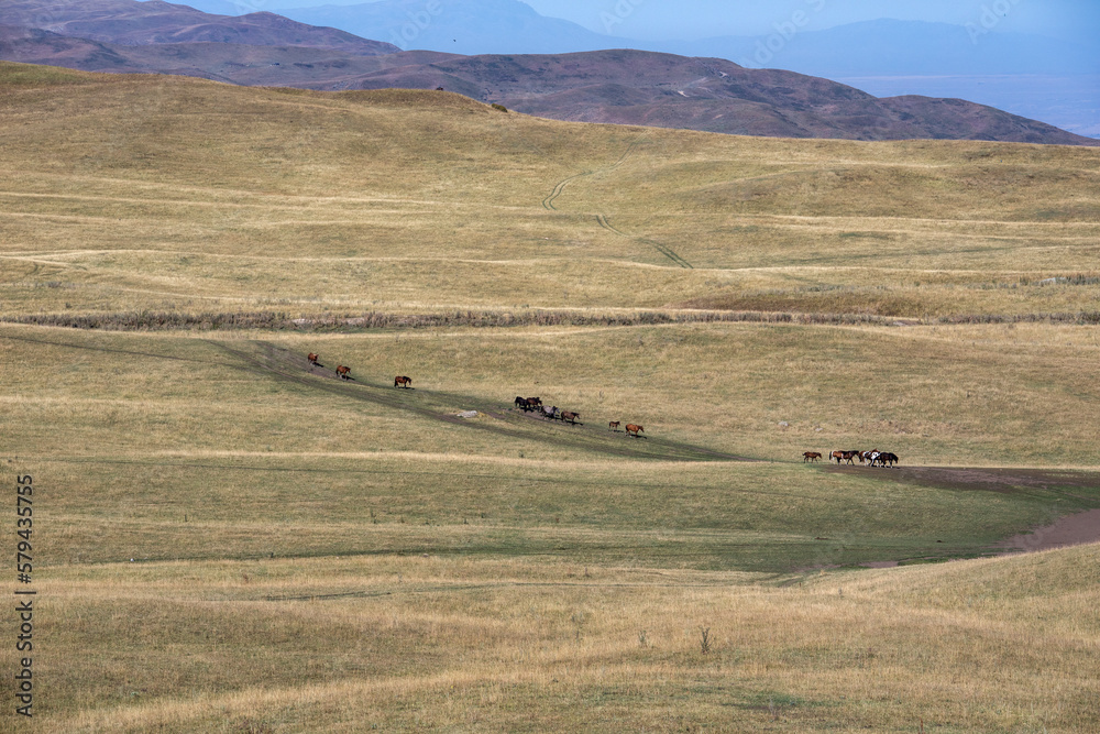A herd of horses grazes on the high plateau