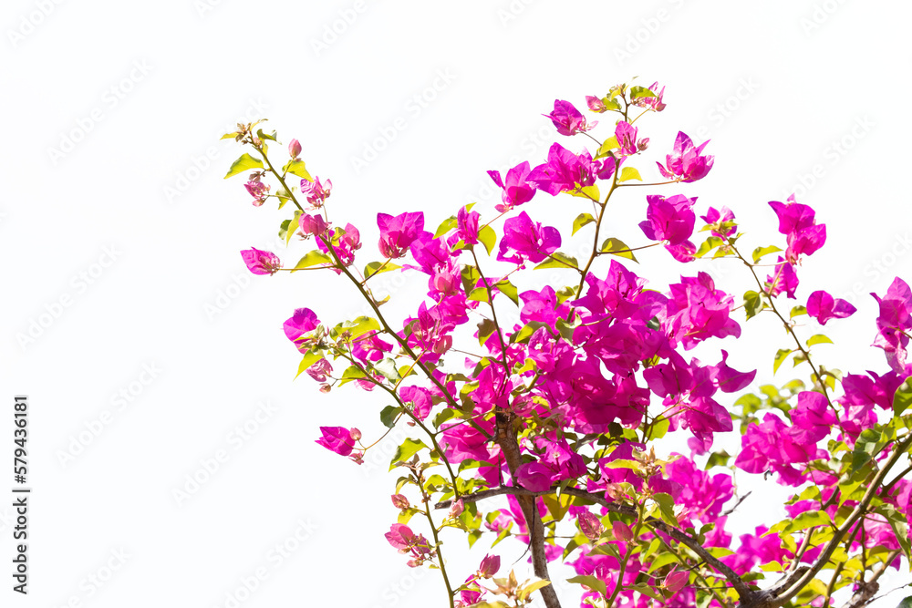 Bougainvilleas isolated on white background. Paper flower . Save with Clipping path . Bougainvilleas isolated on white background. Paper flower . Save with Clipping path .